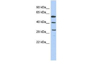 WB Suggested Anti-C1QTNF7 Antibody Titration: 0. (CTRP7 抗体  (Middle Region))