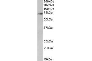 ABIN1590085 (2µg/ml) staining of Human Cerebellum lysate (35µg protein in RIPA buffer). (SYVN1 抗体  (Internal Region))