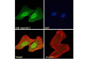 ABIN185576 Immunofluorescence analysis of paraformaldehyde fixed U2OS cells, permeabilized with 0. (EN2 抗体  (C-Term))