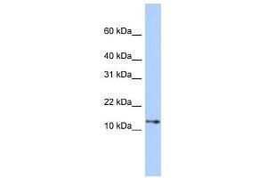 GNGT2 antibody used at 1 ug/ml to detect target protein. (GNGT2 抗体  (Middle Region))
