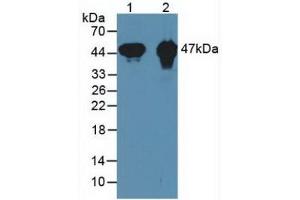 Western blot analysis of (1) Mouse Heart Tissue and (2) Rat Heart Tissue. (CKMT1A 抗体  (AA 41-250))
