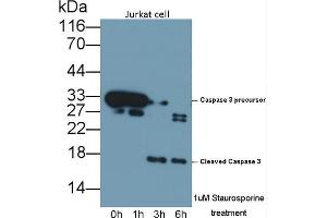 Detection of CASP3 in lysates of Jurkat cell line using Polyclonal Antibody to Caspase 3 (CASP3) (Caspase 3 抗体  (AA 29-175))