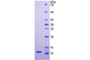 SDS-PAGE analysis of Mouse Mucin 2 Protein. (MUC2 蛋白)