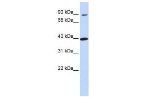 Western Blotting (WB) image for anti-Olfactory Receptor, Family 11, Subfamily H, Member 12 (OR11H12) antibody (ABIN2458875)