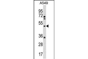 Western blot analysis in A549 cell line lysates (35ug/lane). (Membrane transport protein XK (XK) (AA 83-111), (N-Term) 抗体)