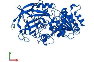 AlphaFold protein structure predicition of Human Recombinant ADH4 Protein, UniprotID P08319