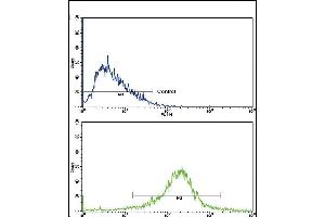 Flow cytometric analysis of HepG2 cells using LRP1 Antibody (C-term)(bottom histogram) comred to a negative control cell (top histogram).