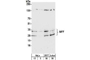 anti-Mitochondrial Fission Factor (MFF) (AA 50-100) antibody