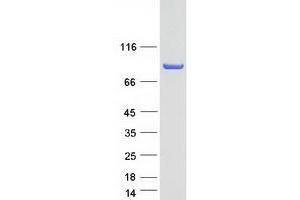 Western Blotting (WB) image for Golgi-Associated, gamma Adaptin Ear Containing, ARF Binding Protein 3 (GGA3) protein (Myc-DYKDDDDK Tag) (ABIN2721858)