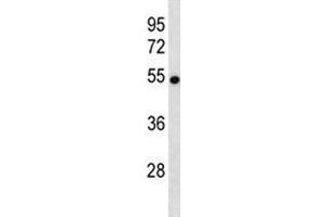 VANGL2 antibody western blot analysis in mouse brain tissue lysate. (VANGL2 抗体  (AA 37-65))