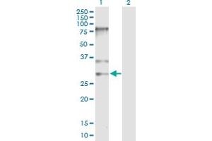 Western Blot analysis of SNRPB expression in transfected 293T cell line by SNRPB MaxPab polyclonal antibody.