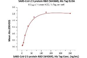 Immobilized Human ACE2, Fc Tag (ABIN6952465) at 2 μg/mL (100 μL/well) can bind SARS-CoV-2 S protein RBD (W436R), His Tag (ABIN6952632) with a linear range of 2-31 ng/mL (QC tested). (SARS-CoV-2 Spike S1 Protein (RBD, W436R) (His tag))