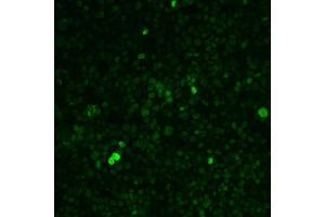 Figure 2: (c-MYC 抗体)
