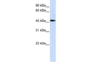 WB Suggested Anti-STK17A Antibody Titration:  0.