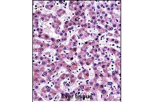 NNMT Antibody (Center) (ABIN657697 and ABIN2846688) immunohistochemistry analysis in formalin fixed and paraffin embedded human liver tissue followed by peroxidase conjugation of the secondary antibody and DAB staining. (NNMT 抗体  (AA 101-130))