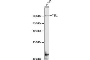 TET2 抗体
