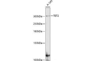 Western blot analysis of extracts of A-549 cells using TET2 Polyclonal Antibody at dilution of 1:1000. (TET2 抗体)