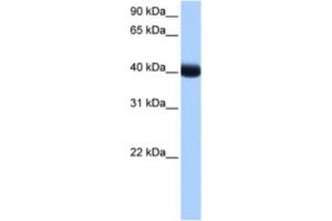 Western Blotting (WB) image for anti-Casein Kinase 1, gamma 3 (CSNK1G3) antibody (ABIN2463492) (CSNK1G3 抗体)