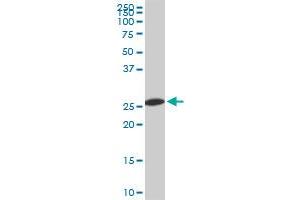 PSMA8 monoclonal antibody (M03A), clone 2E3. (PSMA8 抗体  (AA 143-242))