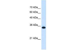 SLC25A38 antibody used at 0.