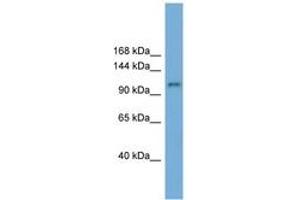 Image no. 1 for anti-HECT and RLD Domain Containing E3 Ubiquitin Protein Ligase Family Member 6 (HERC6) (AA 143-192) antibody (ABIN6743165)