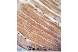 CST9 antibody (C-term) (ABIN655011 and ABIN2844645) immunohistochemistry analysis in formalin fixed and paraffin embedded human skeletal muscle followed by peroxidase conjugation of the secondary antibody and DAB staining. (CST9 抗体  (C-Term))