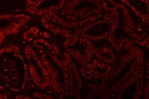 IF analysis of XRCC4 using anti-XRCC4 antibody (ABIN7599168).