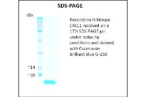 SDS-PAGE (SDS) image for Chemokine (C-X-C Motif) Ligand 1 (Melanoma Growth Stimulating Activity, Alpha) (CXCL1) (Active) protein (ABIN5509435)