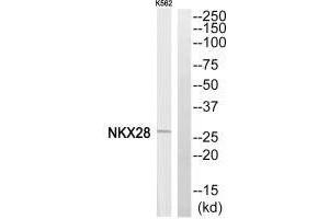 Western blot analysis of extracts from K562 cells, using NKX28 antibody. (NKX2-8 抗体  (N-Term))