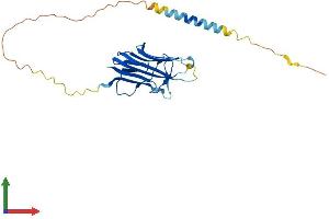 AlphaFold protein structure predicition of Human Recombinant TNFSF12 Protein, UniprotID O43508