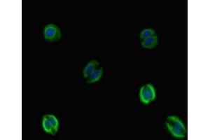 Immunofluorescence (IF) image for anti-Vitronectin (VTN) (AA 31-105) antibody (ABIN7175557)