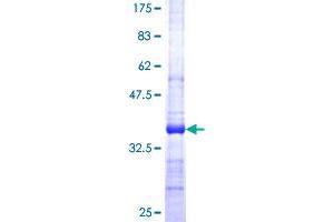 SERPINB9 Protein (AA 279-375) (GST tag)