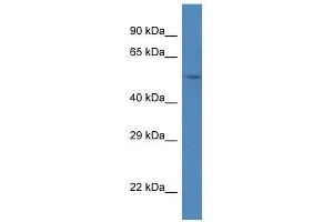 Western Blot showing Srpx antibody used at a concentration of 1. (SRPX 抗体  (C-Term))