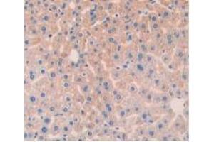 IHC-P analysis of Mouse Liver Tissue, with DAB staining. (Angiopoietin 1 抗体  (AA 253-429))