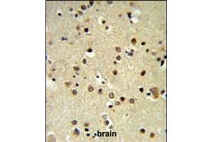 CBX1 Antibody IHC analysis in formalin fixed and paraffin embedded brain tissue followed by peroxidase conjugation of the secondary antibody and DAB staining. (CBX1 抗体  (C-Term))