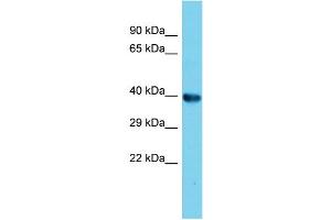 Host: Rabbit Target Name: Amz2 Sample Type: Rat Kidney lysates Antibody Dilution: 1. (AMZ2 抗体  (Middle Region))