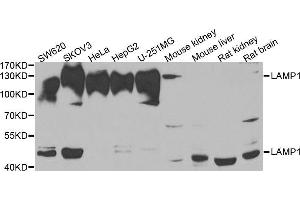 Western blot analysis of extracts of various cell lines, using LAMP1 antibody. (LAMP1 抗体  (AA 80-280))