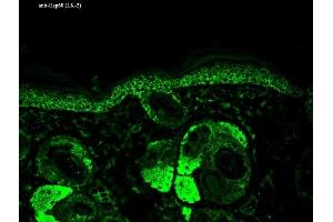 Immunohistochemistry analysis using Mouse Anti-Hsp60 Monoclonal Antibody, Clone LK-2 (ABIN361786 and ABIN361787). (HSPD1 抗体)