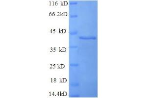 SDS-PAGE (SDS) image for D-Amino Acid Oxidase Activator (DAOA) (AA 1-153), (full length) protein (GST tag) (ABIN5709383)
