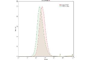 Detection of PYGM in HepG2 human hepatocellular carcinoma cell line using Polyclonal Antibody to Glycogen Phosphorylase, Muscle (PYGM) (PYGM 抗体  (AA 11-187))