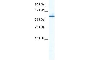 WB Suggested Anti-ZNF557 Antibody Titration:  0.