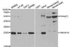 Western blot analysis of extracts of various cell lines, using TNFSF12 antibody. (TWEAK 抗体  (AA 42-123))