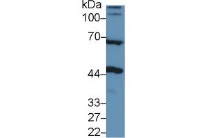 Western Blot; Sample: Rat Cerebrum lysate; Primary Ab: 1µg/ml Rabbit Anti-Human NAGa Antibody Second Ab: 0. (NAGA 抗体  (AA 18-217))