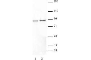 STAT5A/B phospho Ser726/Ser731 pAb tested by Western blot. (STAT5 A/B 抗体  (pSer726, pSer731, Ser731))
