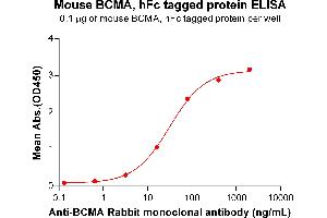 ELISA plate pre-coated by 1 μg/mL (100 μL/well) Mouse BCMA Protein, hFc Tag  (ABIN7092846, ABIN7272458 and ABIN7272459) can bind anti BCMA monoclonal antibody ABIN6961043, ABIN7272624 and ABIN7289614 in a linear range of 3.