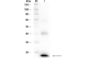 Western Blot of Rabbit anti-Mouse IL-1ß Antibody Biotin Conjugated. (IL-1 beta 抗体  (Biotin))