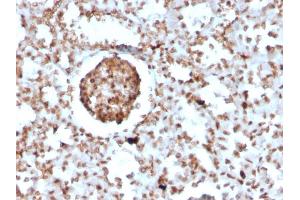 Formalin-fixed, paraffin-embedded Mouse BrdU-incorporated Kidney stained with BrdU Rabbit Recombinant Monoclonal Antibody (BRD2888R). (Recombinant BrdU 抗体)