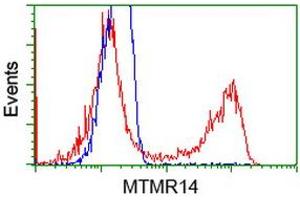HEK293T cells transfected with either RC207732 overexpress plasmid (Red) or empty vector control plasmid (Blue) were immunostained by anti-MTMR14 antibody (ABIN2453333), and then analyzed by flow cytometry. (MTMR14 抗体)