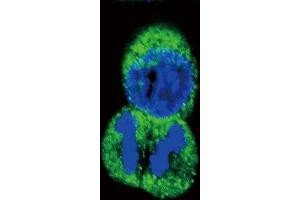 Immunofluorescence (IF) image for anti-Protein tyrosine Phosphatase, Receptor Type, J (PTPRJ) antibody (ABIN2996010) (PTPRJ 抗体)