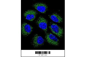 Confocal immunofluorescent analysis of GSR Antibody with NCI-H460 cell followed by Alexa Fluor 488-conjugated goat anti-rabbit lgG (green). (GS (AA 380-408), (C-Term) 抗体)